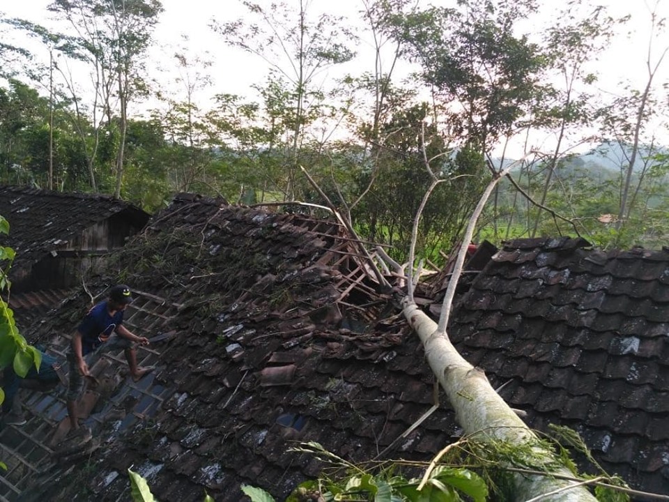 Pohon Tumbang,satu rumah rusak di desa Gemawang